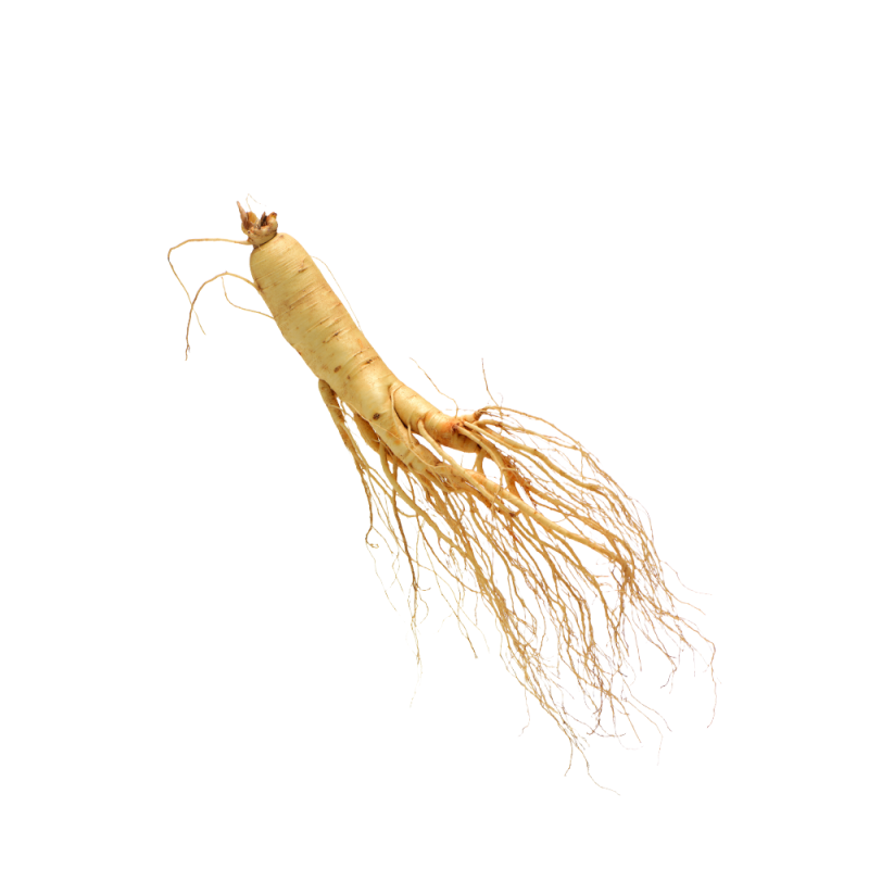 تصوير ماكرو لجذور الجينسنغ (Panax ginseng)