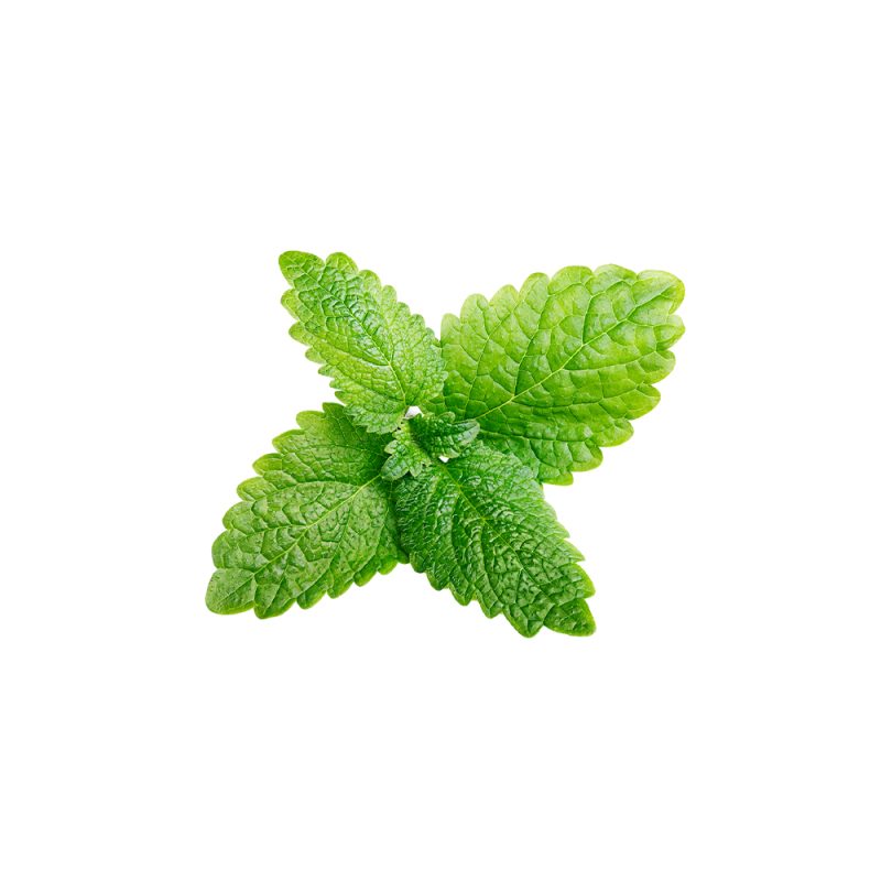 تصوير ماكرو لأوراق نبات الليمون البري (Melissa officinalis) الطازجة