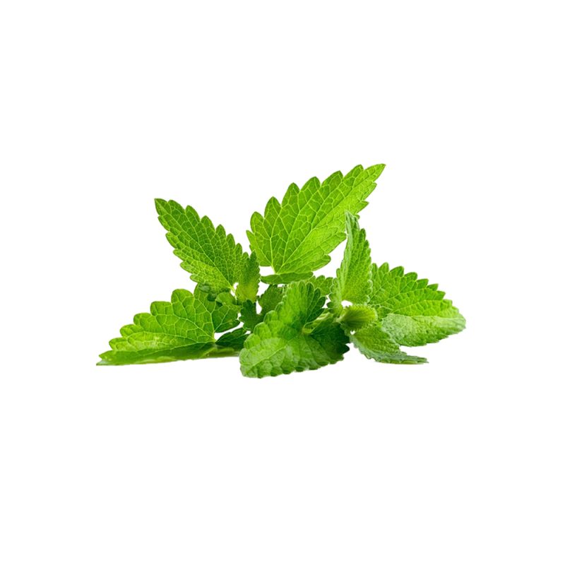 تصوير ماكرو لأوراق نبات القراص (Urtica dioica) الطازجة