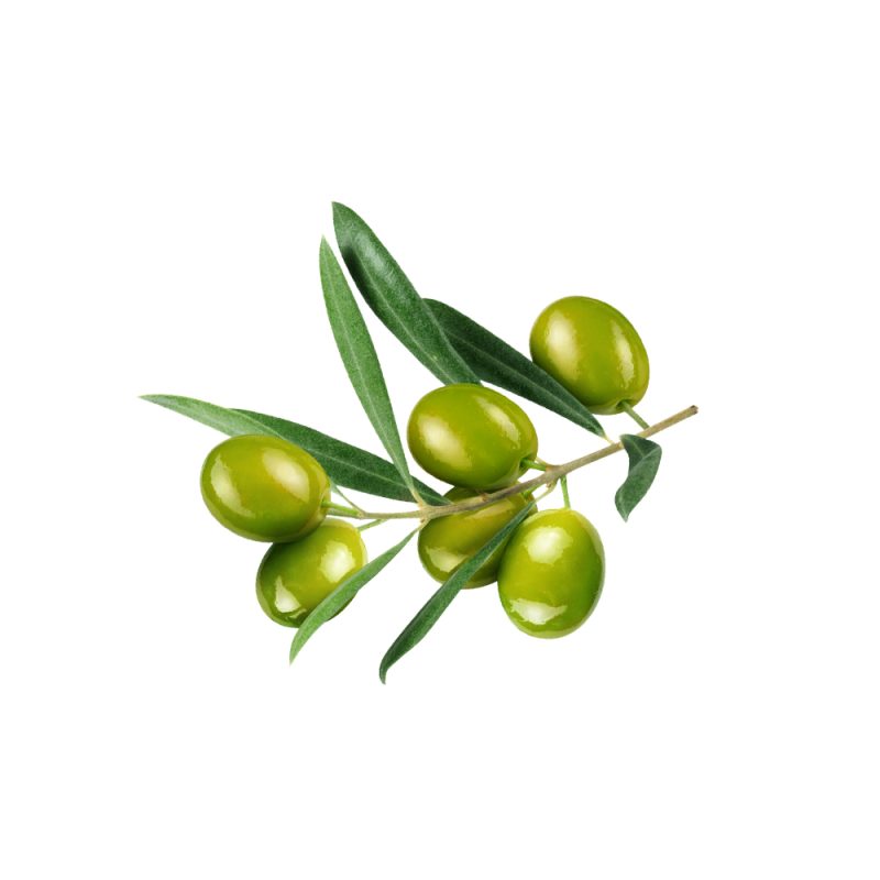 تصوير ماكرو لأوراق الزيتون الطازجة (Olea europaea)