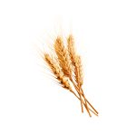 تصوير ماكرو لحبوب القمح (Triticum aestivum)