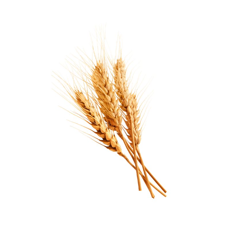 تصوير ماكرو لحبوب القمح (Triticum aestivum)