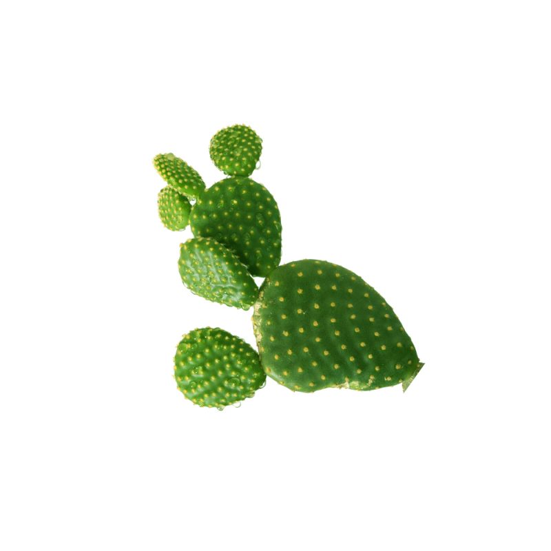 Opuntia ficus-indica fresh cactus fruit macro photography